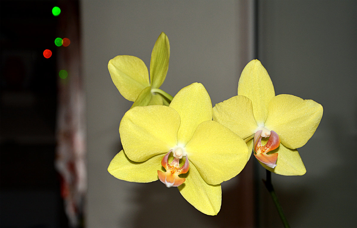 Желтая орхидея - Константин Лазуренко