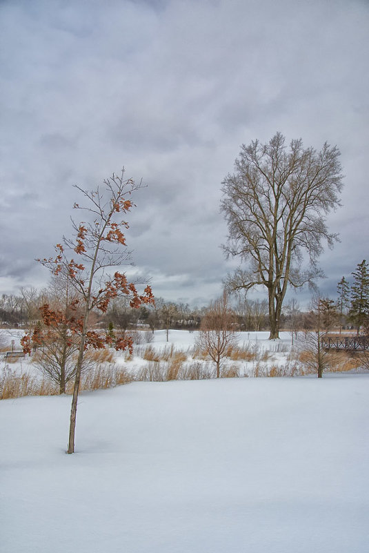 Winter in Northbrook. - Gene Brumer