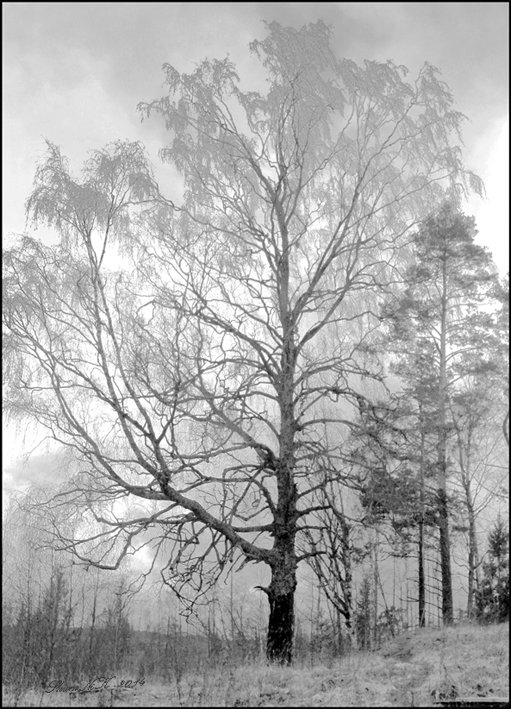 Зимний лес - Nikolay Shumilov