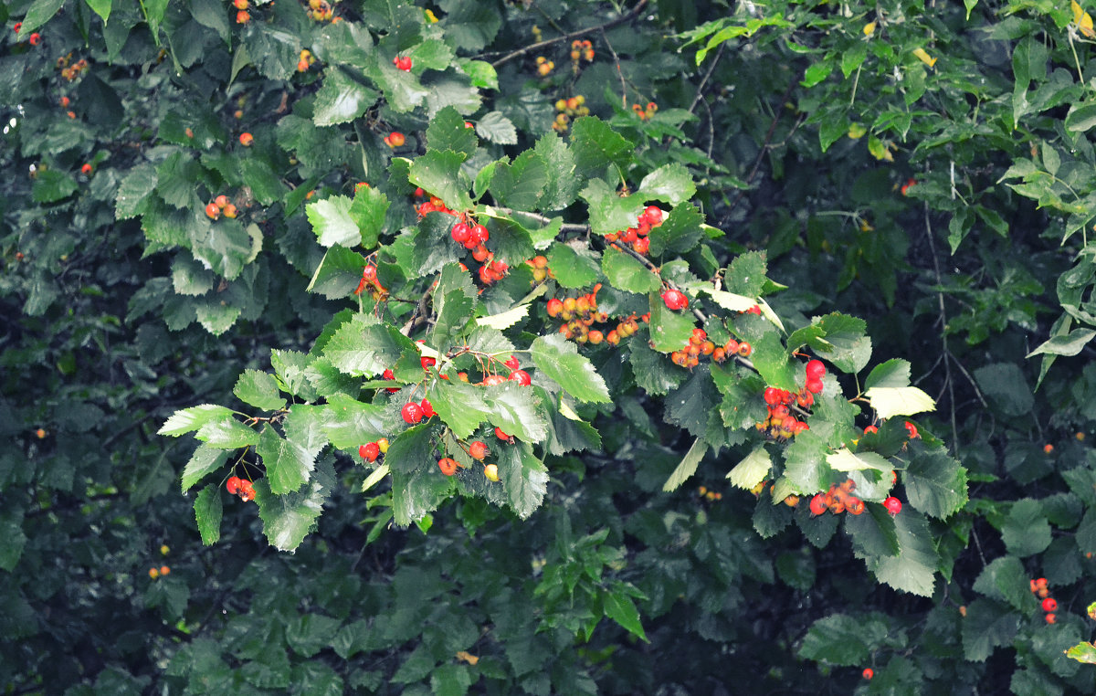 дождливые ягоды - Katya Rim