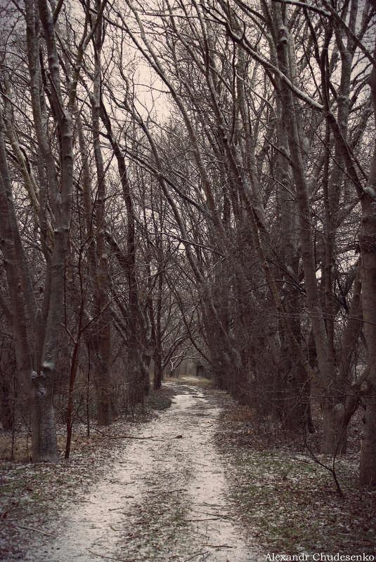 Печален зимний лес - Александр Чудесенко
