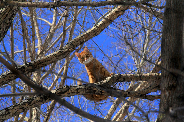 кот на дереве - Дина Микрюкова