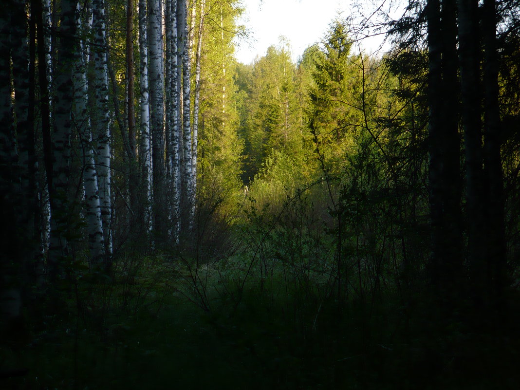 Утро в лесу - Сергей Лысков