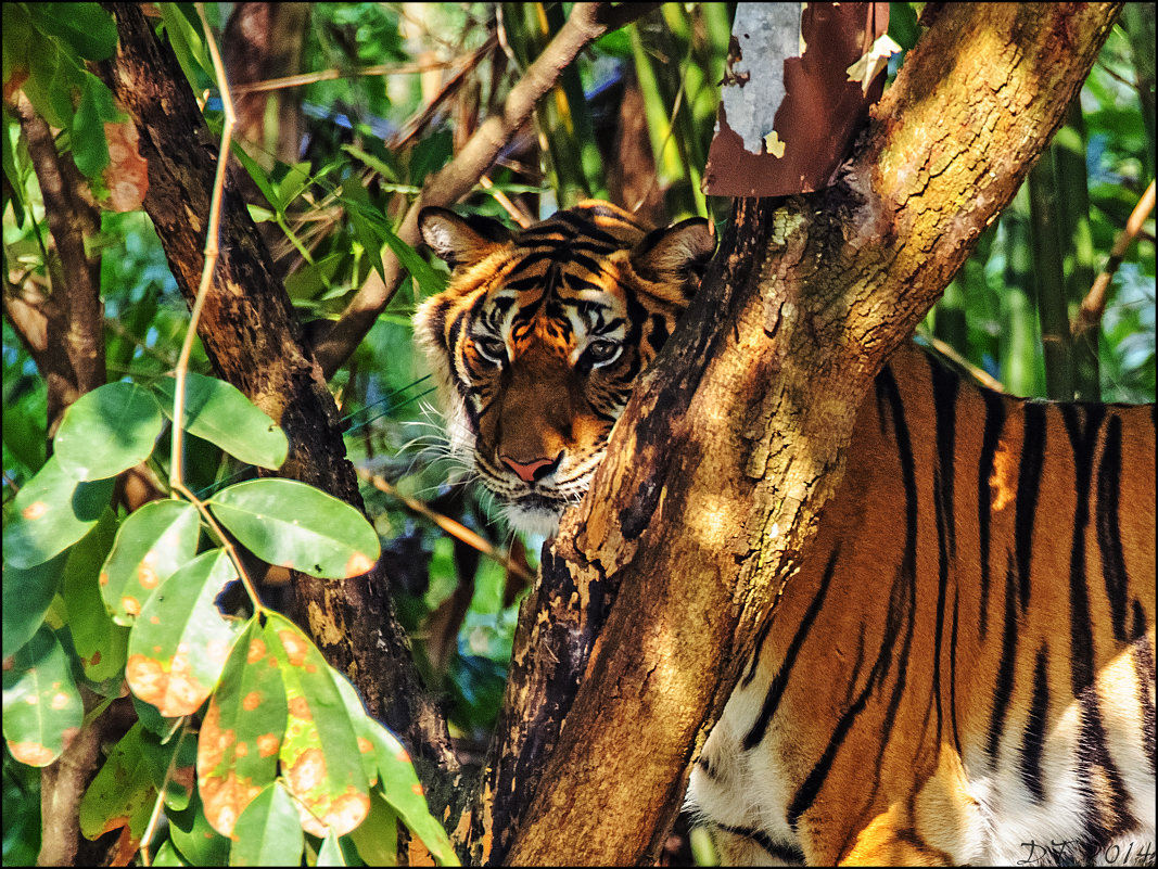Бенгальский тигр - Настя Теплякова