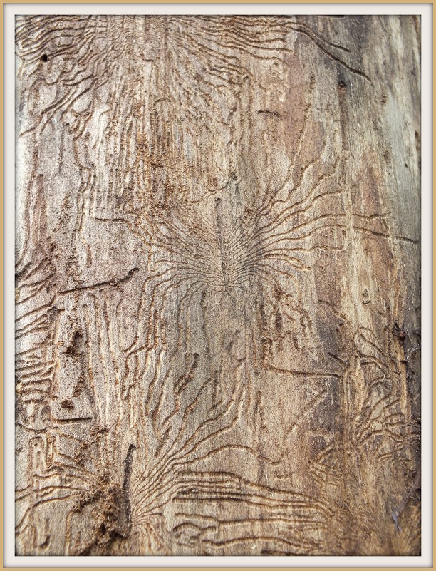 старое дерево - Михаил Николаев