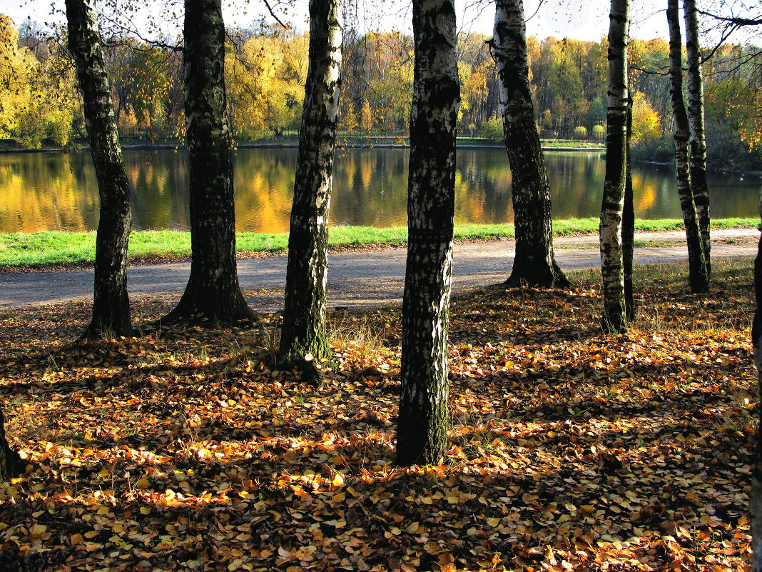 Осеннем парке городском вальсирует листва берез... - Ольга Маркович