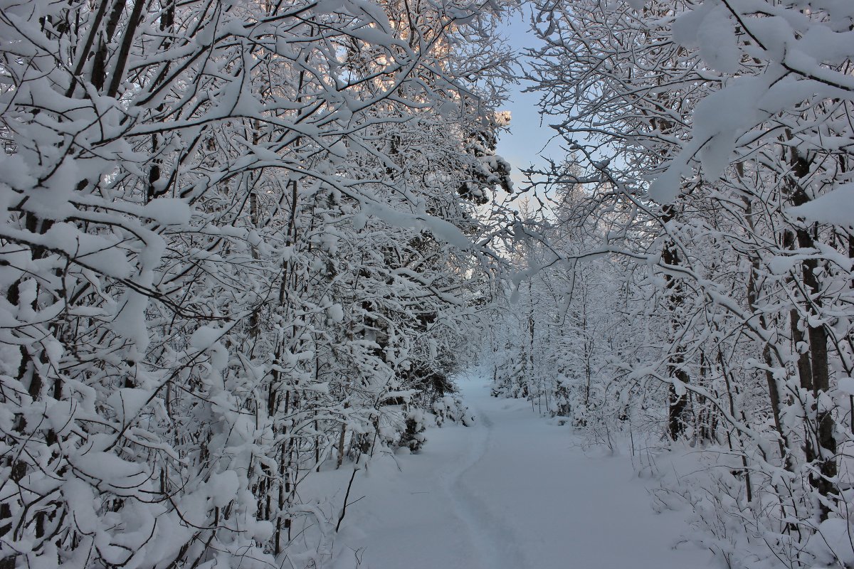 В зимнем лесу - ирина )))