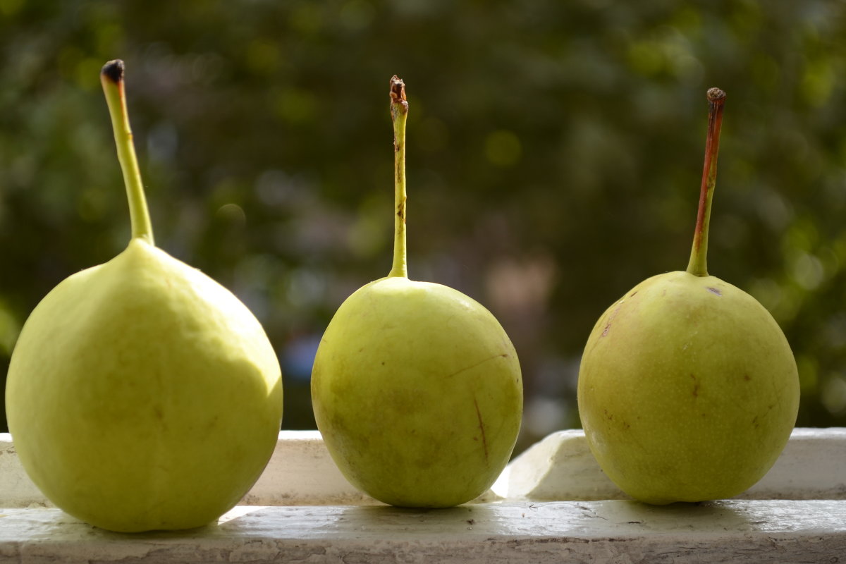 The pears... - Sone photography