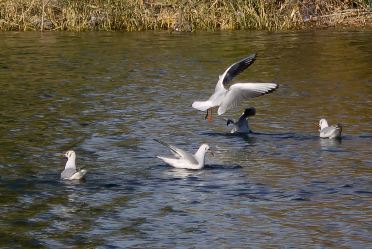 Чайки на озере - Елена Карташова