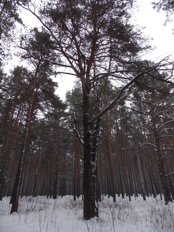 Лес - Yury Olenin