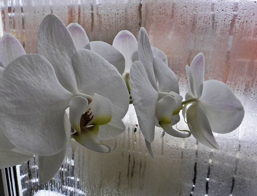 Орхидея - Андрей Дворников
