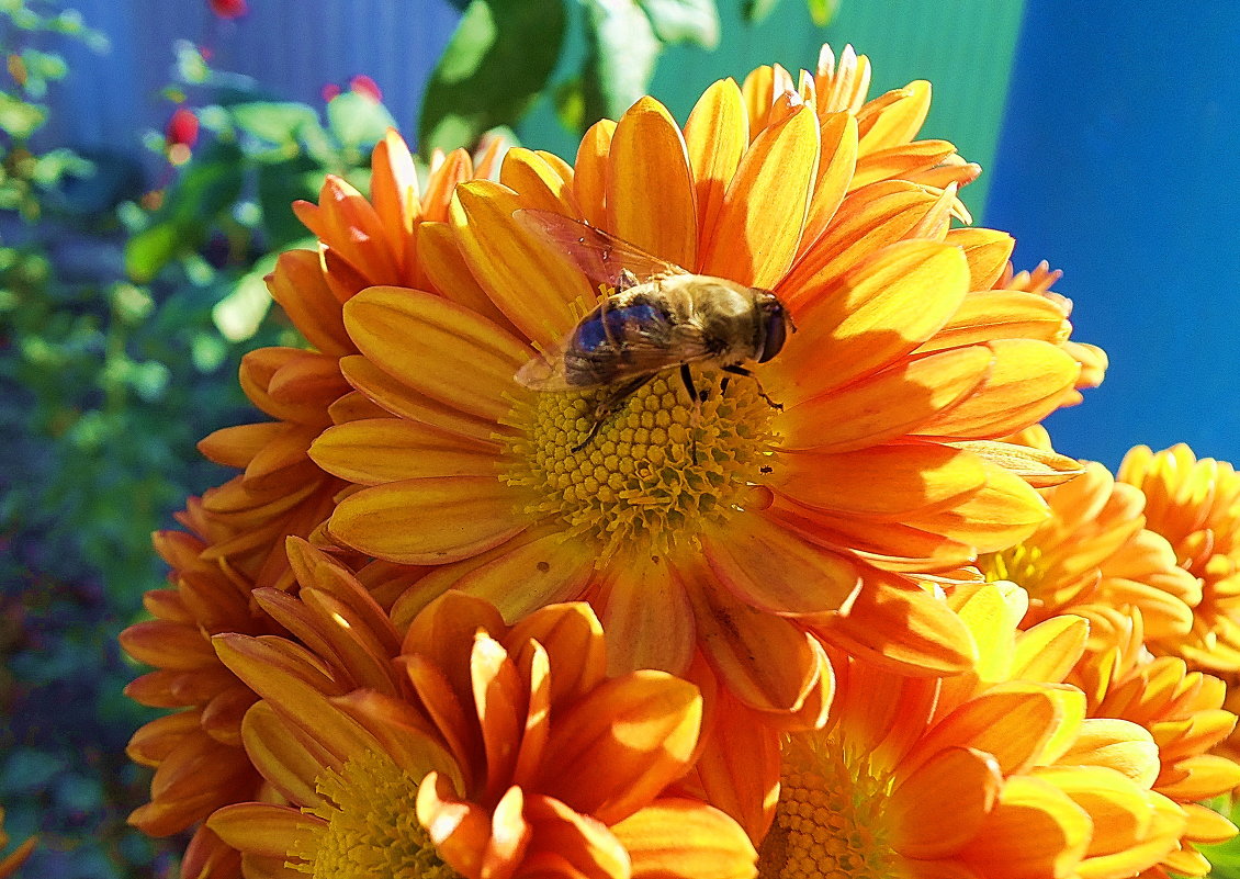 Цветок  и пчела - Юрий Владимирович