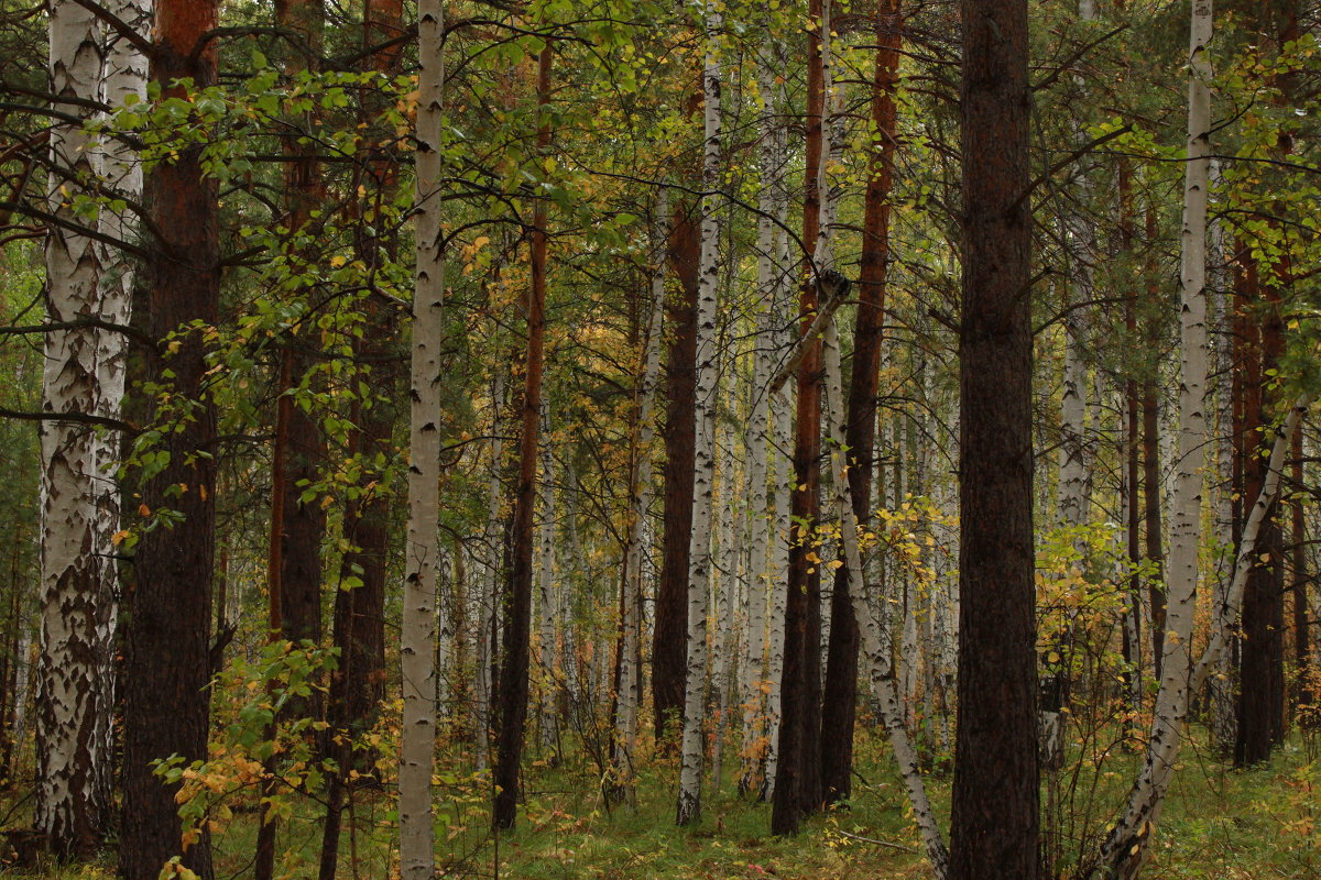 Осенний лес - Сергей Б