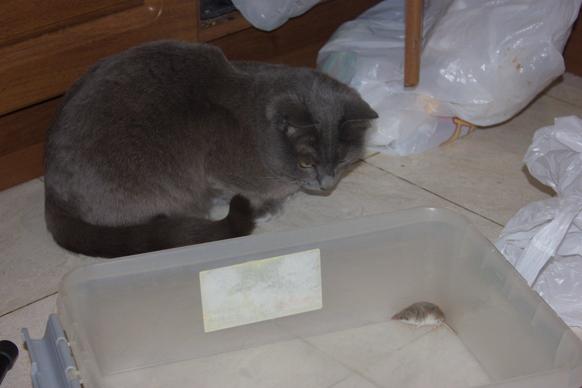 Кошка первый раз увидела крысу... Как и хозяин. - Bakhit Zhussupov