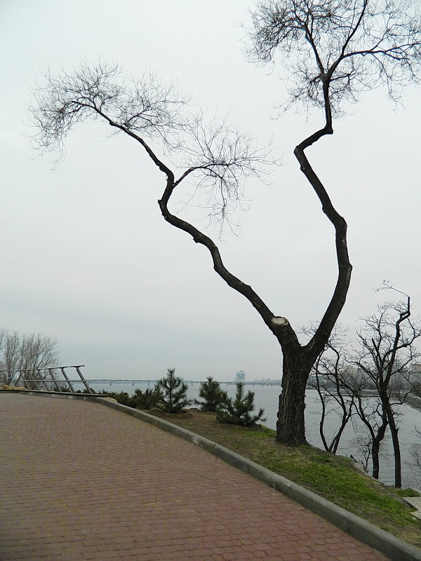 Зимнее дерево - Александр Бурилов