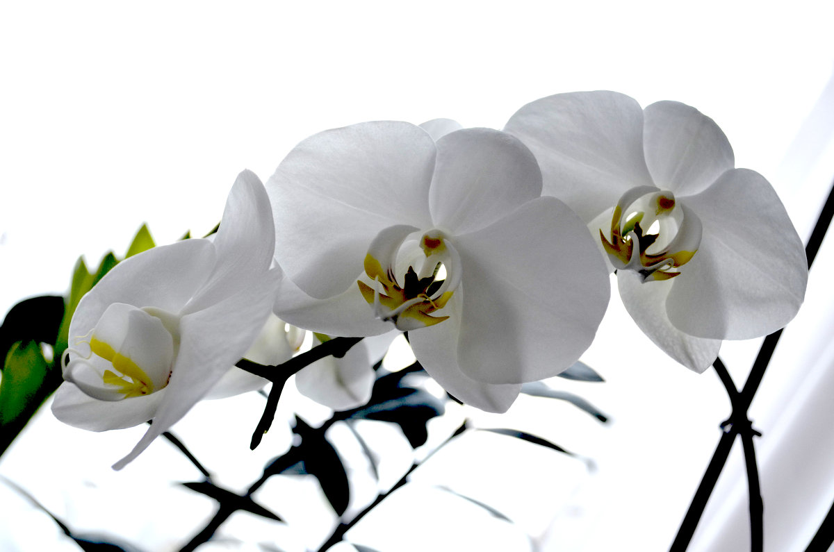 Орхидея - Анастасия 
