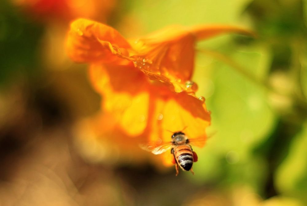 Пчела и цветок - Борис Герман