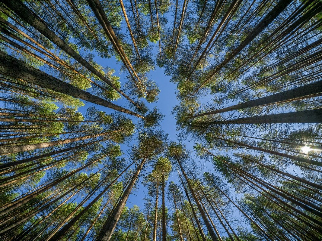 Фото финалист конкурса  «Дикая природа России-2013» от &amp;quot;National Geographic&amp;quo - Соня Орешковая (Евгения Муравская)