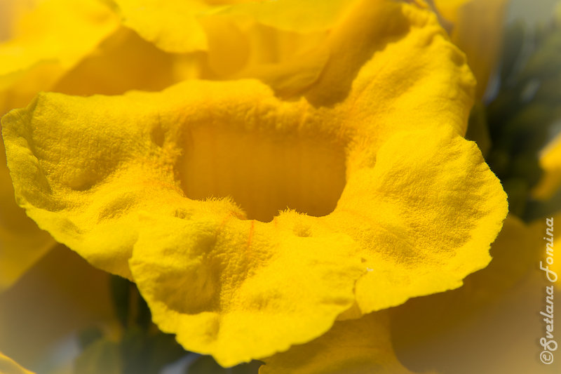 365_16_Желтый цветок - Светлана Фомина