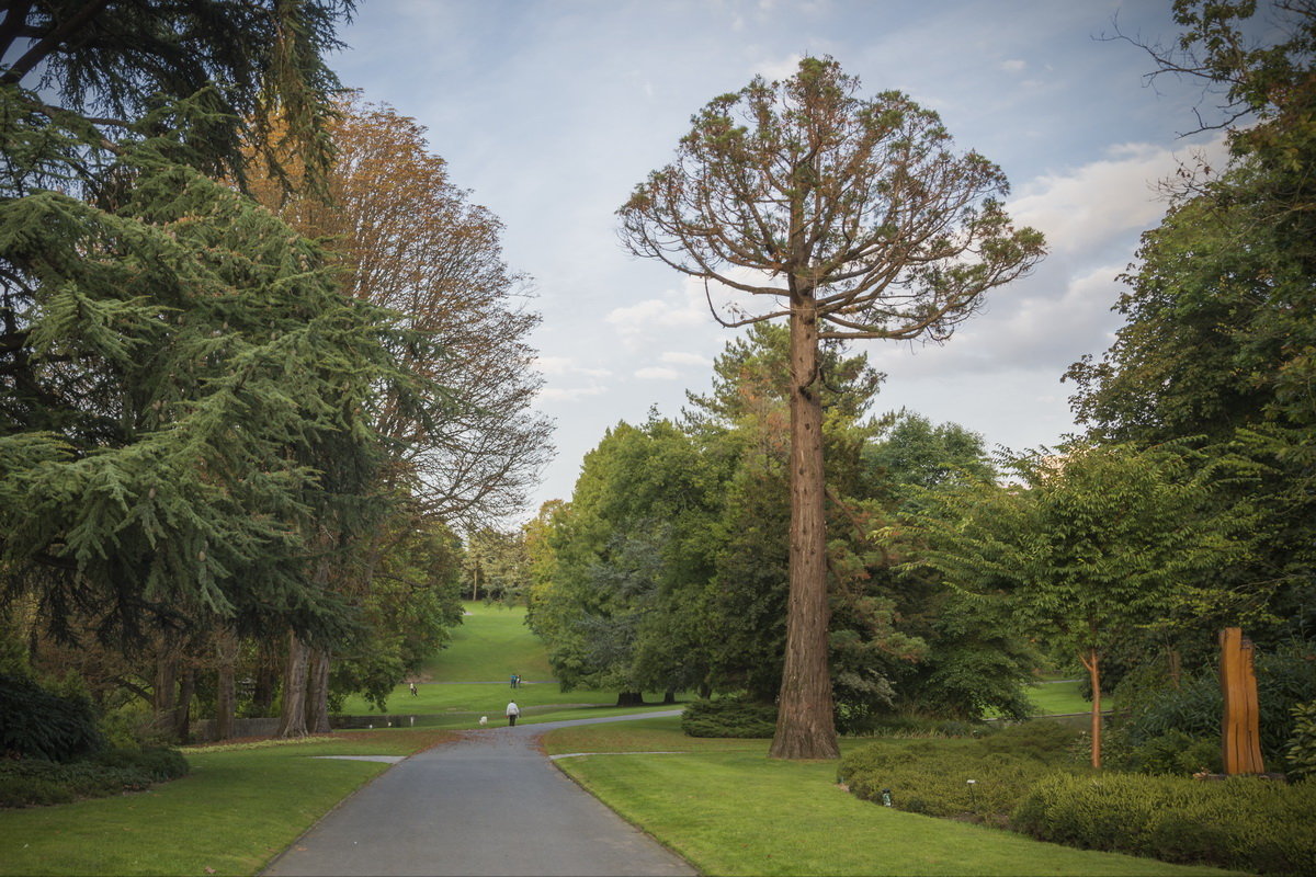 Парк со столетними деревьями - Olga Mach