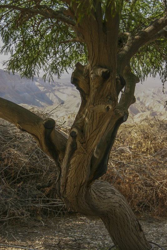 Дерево (в пустыне Негев) - Сергей Глотов