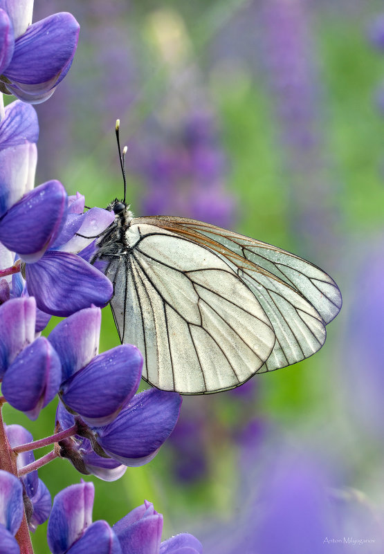 Violet Beauty - Spaniot .