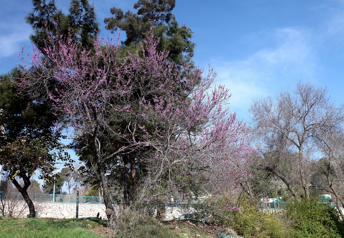 цветущие деревья в феврале - evgeni vaizer