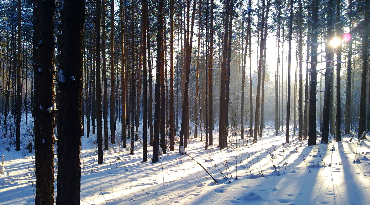 Сквозь лес - Евгения Латунская