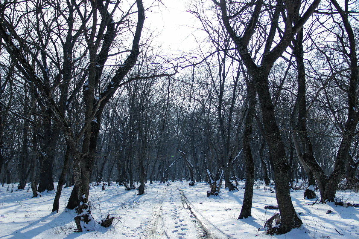 Чаща леса - Анзор Агамирзоев