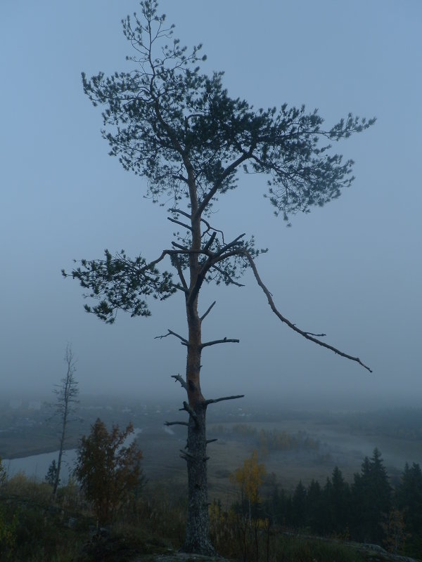 сосна  в тумане - Сергей 