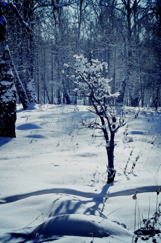 Зима - Владимир Бардин