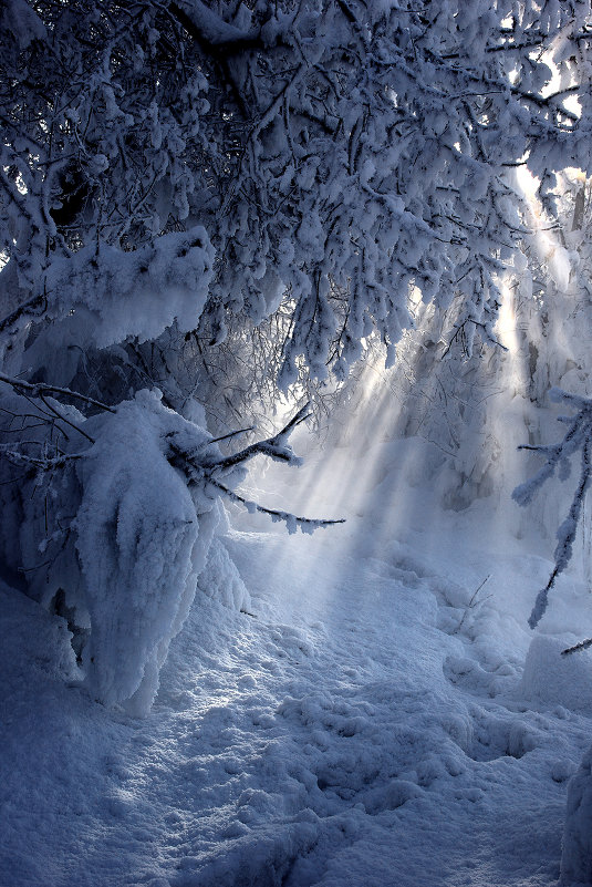 Луч солнца в царстве снега. - Kassen Kussulbaev