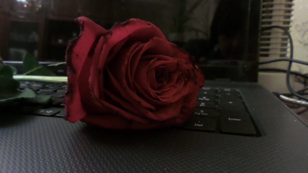 Роза для радости глаз - Василиса Вишневская