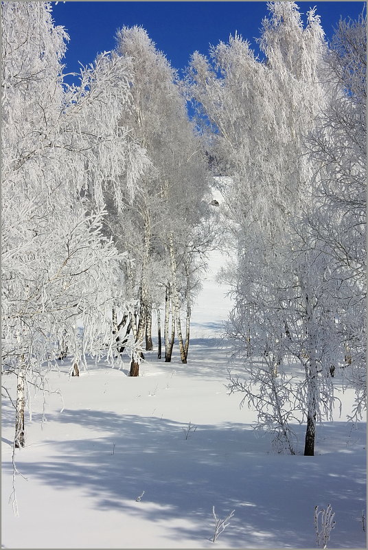 В снежном уборе. - Наталья Юрова