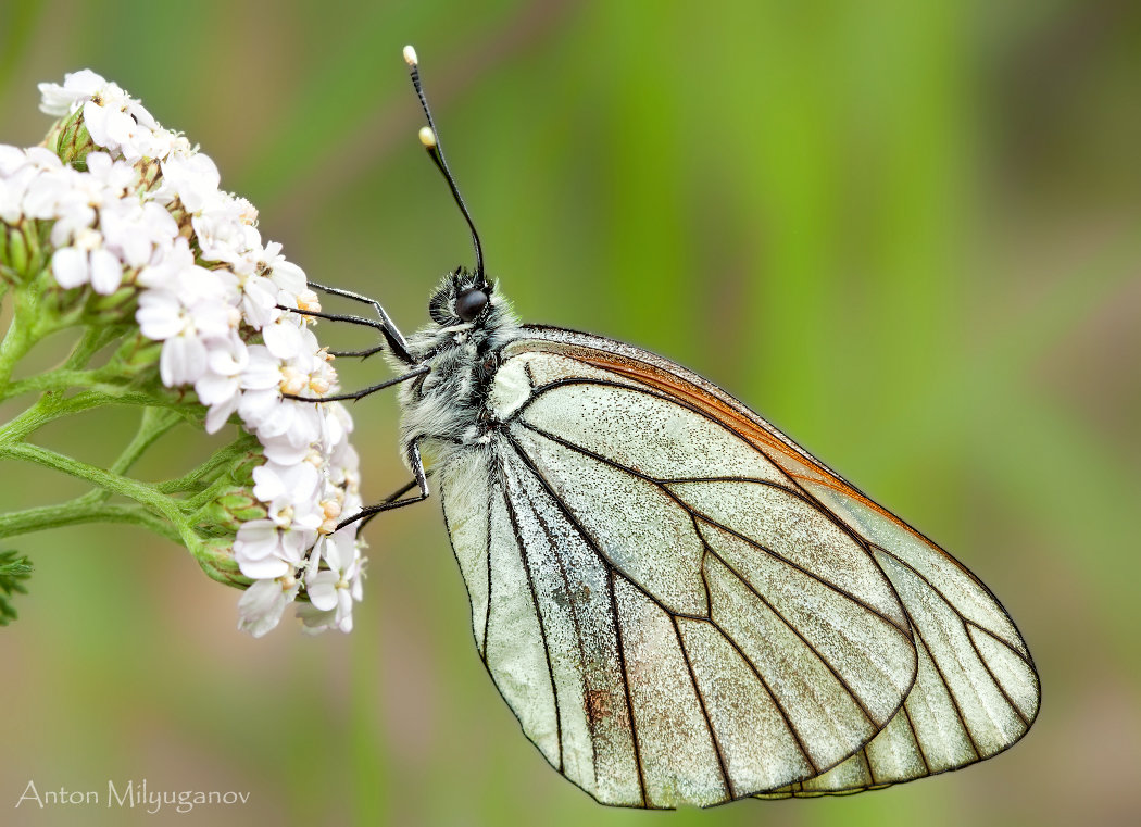 Боярышница (Aporia crataegi) - Spaniot .