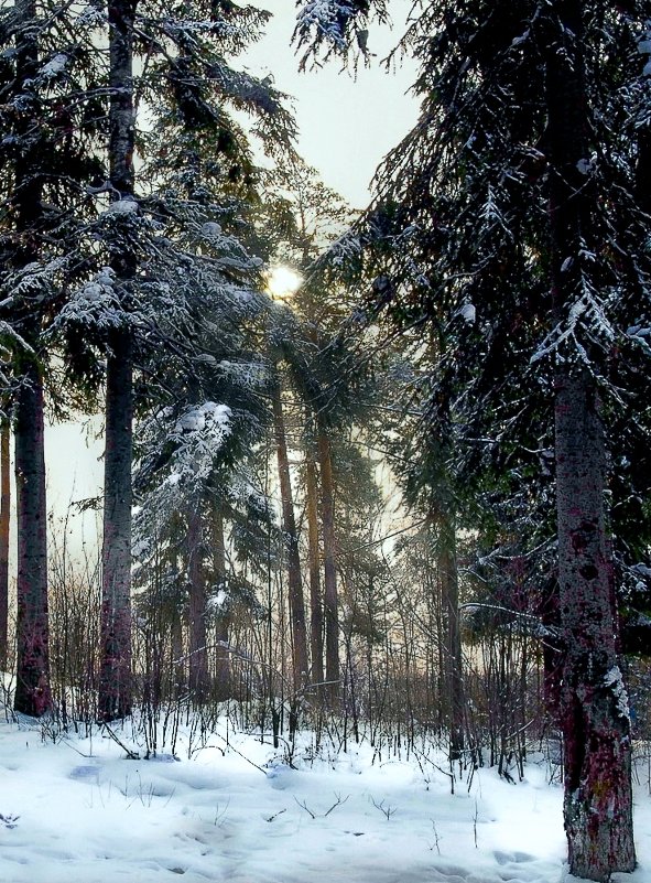 Зимние зарисовки - Анатолий Катков