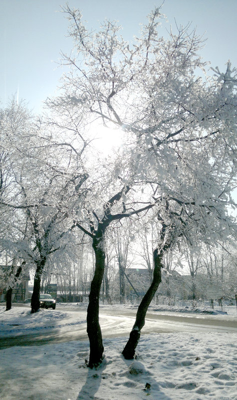 Черно-белая зима - Плигина Наталья 