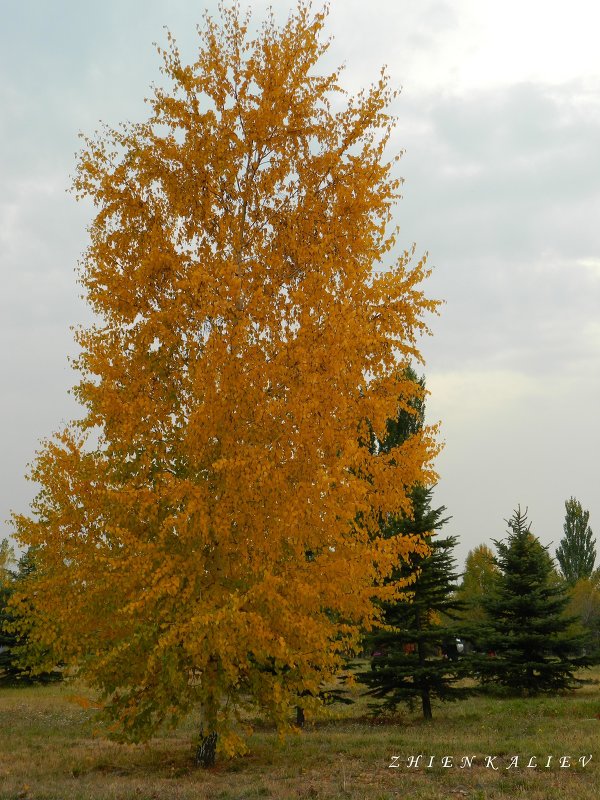 Золотое  дерево - Manas ZHienkaliev