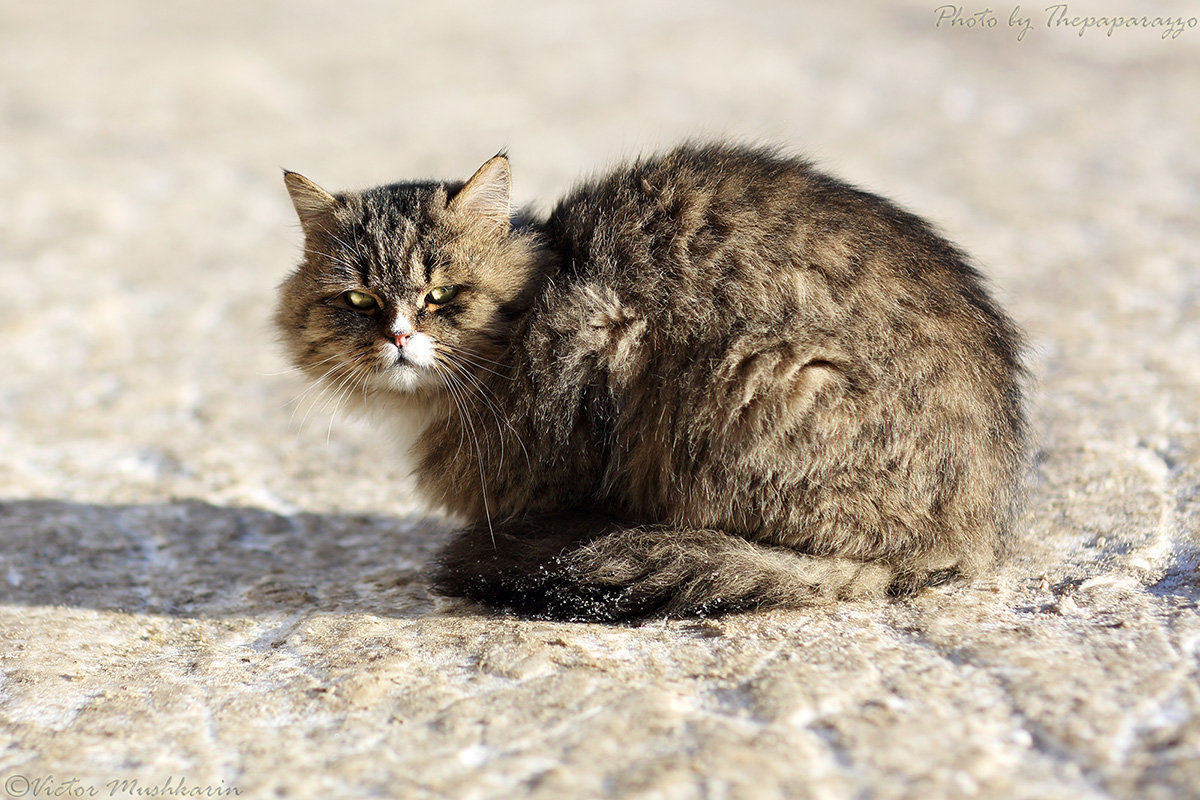 "Frozen cat" (4C4A6659) - Виктор Мушкарин (thepaparazzo)