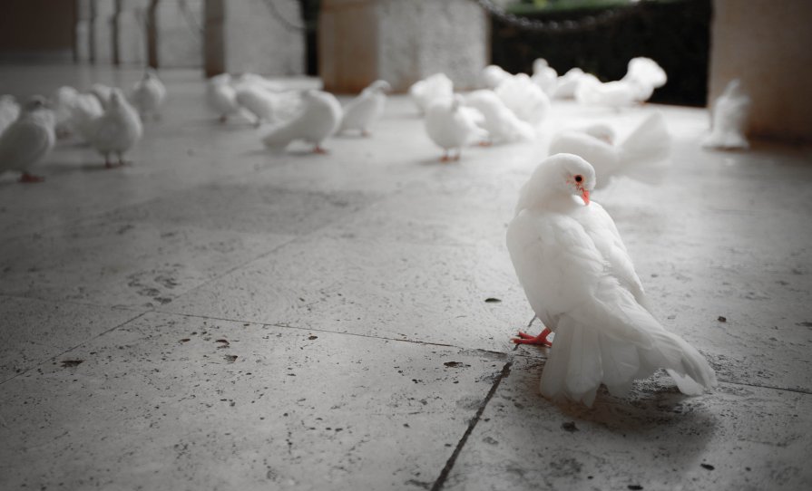 Pigeon post. Cassino. Italy. - Eva Langue