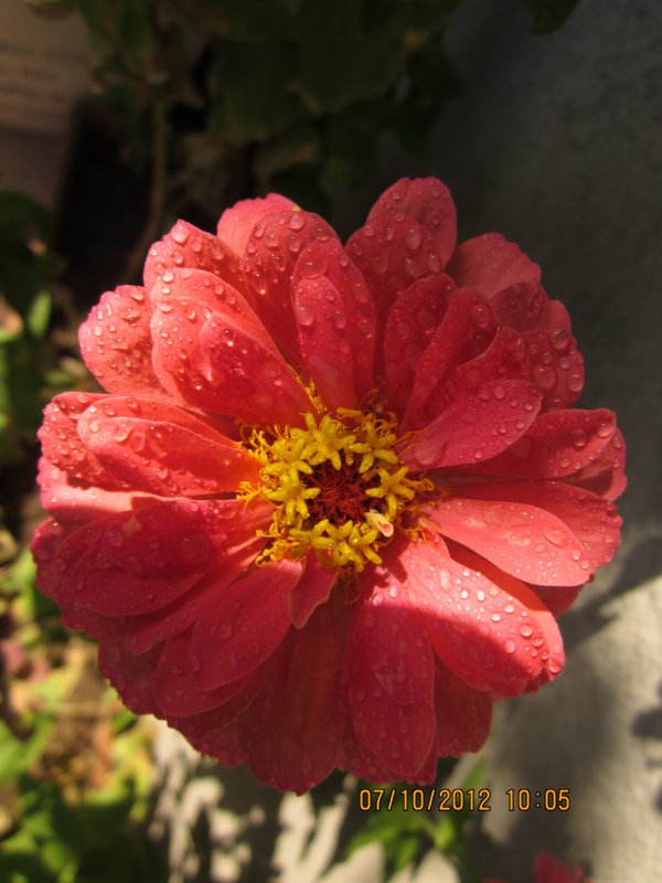 мои цвети - armen khachatryan