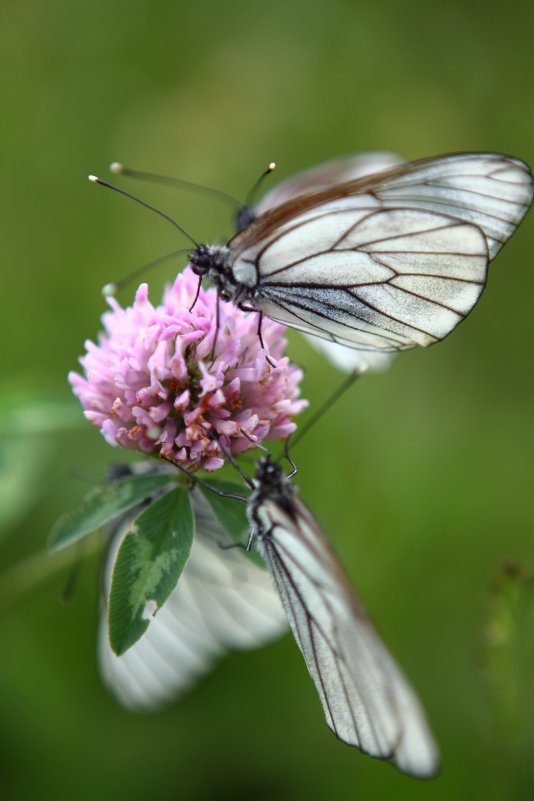 бабочки - Александра Губина