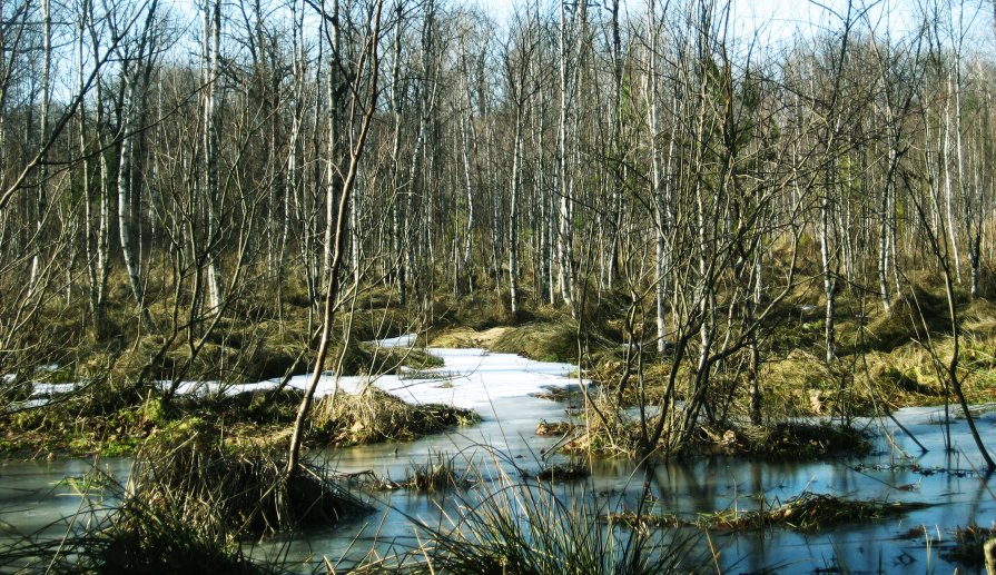 весна в лесу - Саня Ткачук