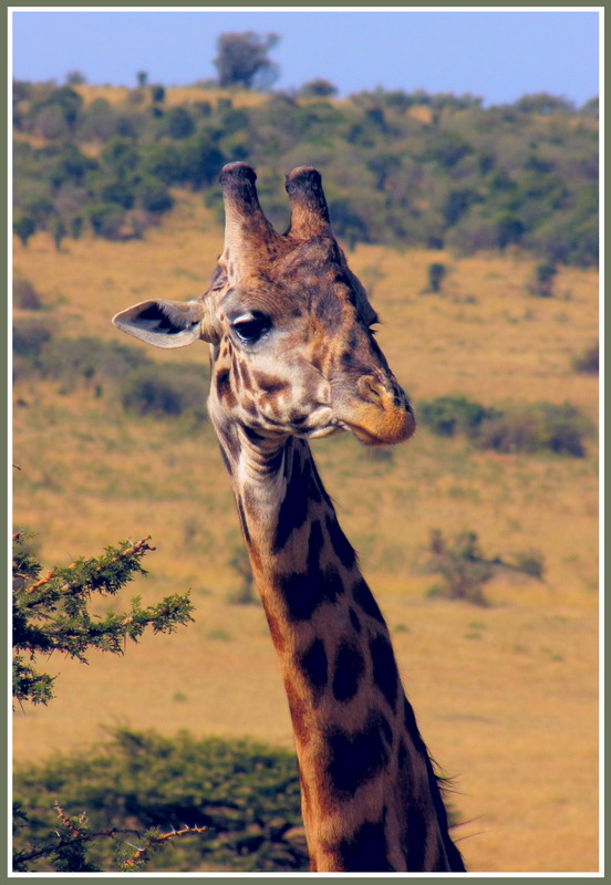 Жираф - самое длинношеее животное - Евгений Печенин