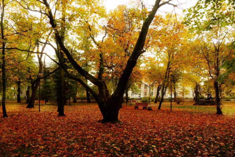 Осенний парк - Екатерина Тумовская