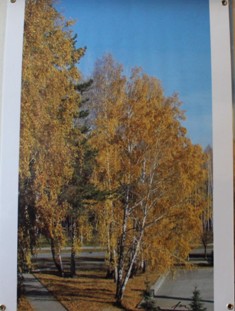 Аллея средняя осень - Наталья Золотых-Сибирская