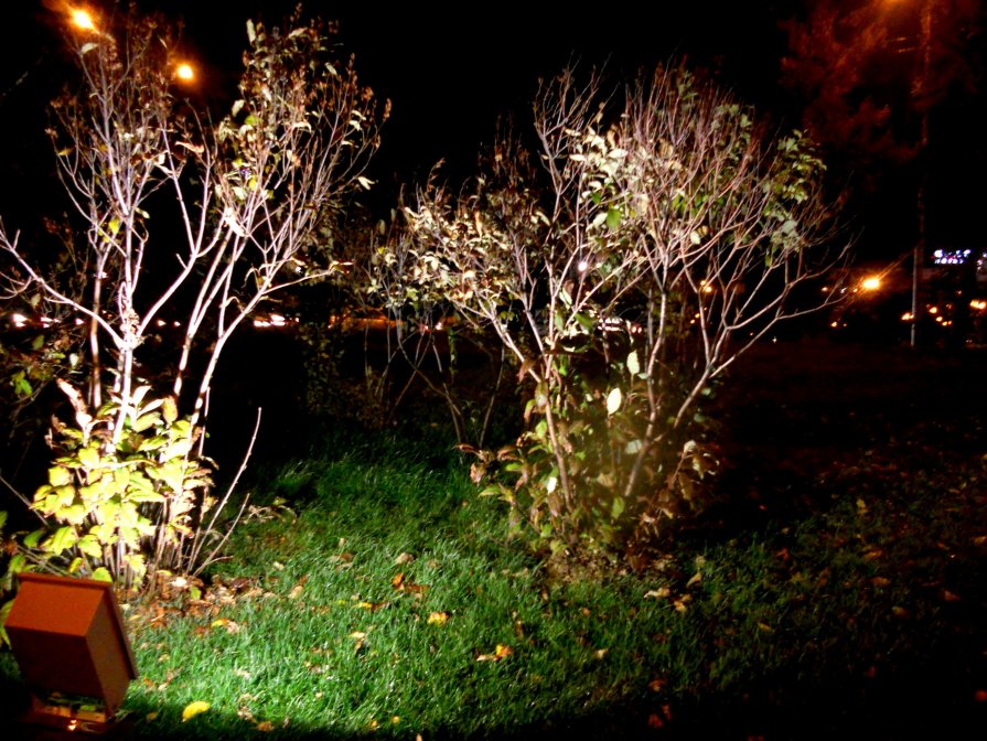 Ночные деревья - Ксения Совва