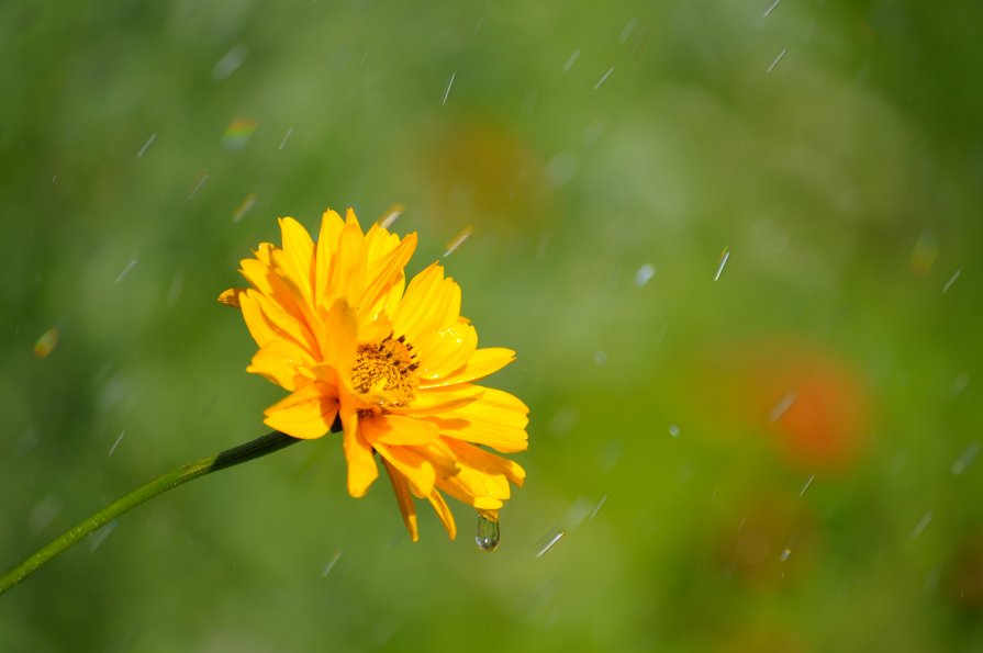 цветок и дождик - сергей ершов