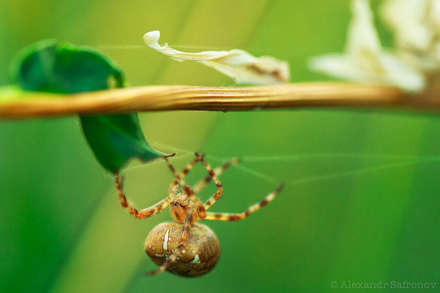 Немного из жизни паука.... - Alexandr Safronov