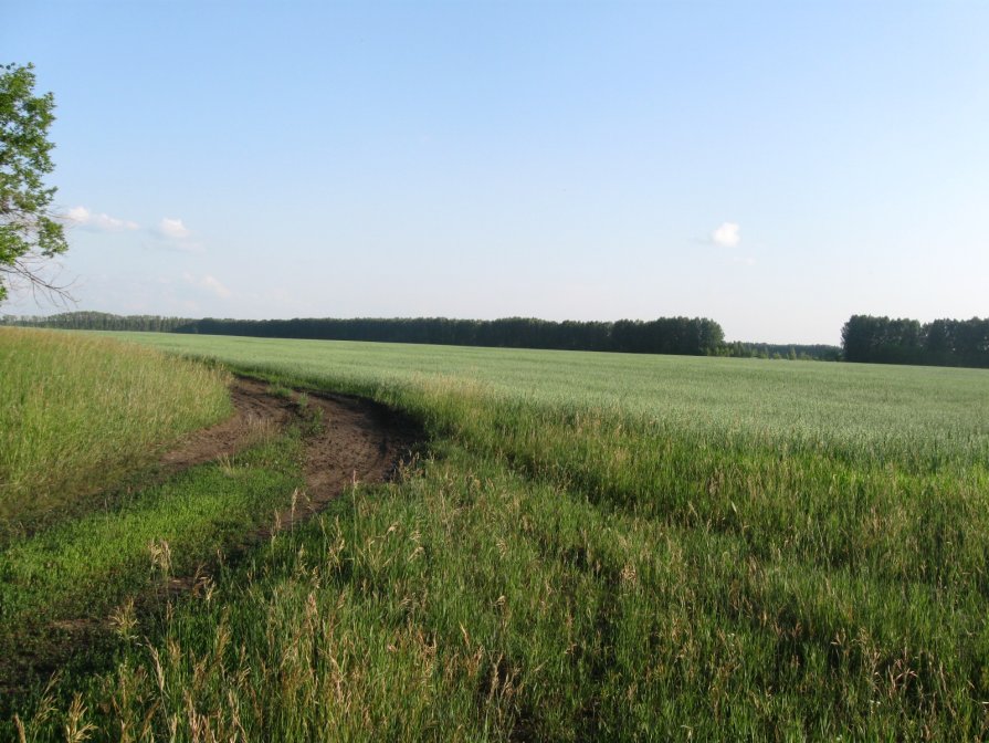 дорога в поле - Лена Юмблюд